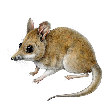 Fat-tailed dunnart animal isolated on white background. Australian marsupial endemic mammal Sminthopsis crassicaudata hand drawn vintage style illustration. Cute small Australia dessert animal
