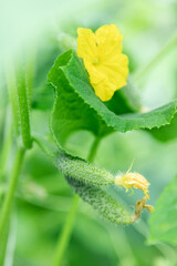 Fresh green cucumbers growing on vine with yellow flowers in garden