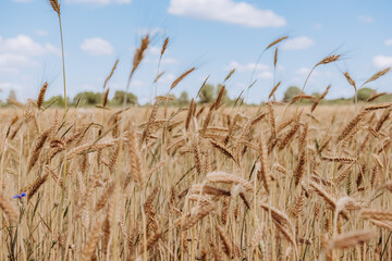 Zboże na tle pola uprawnego © rozentuzjazmowany