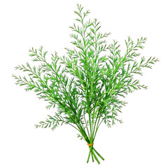 Obraz premium dill isolated on white