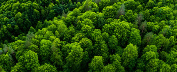 Naklejka premium Top view of a young green forest in spring or summer