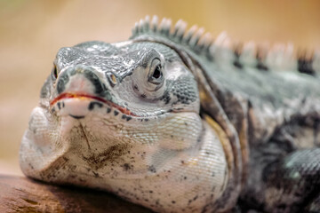 Portrait of Spiny-tailed iguana watching and resting on a branch in a terrarium. Ctenosaura sp, Alligator Bay, Beauvoir, Manche 50, Région Normandie, France, European Union, Europe