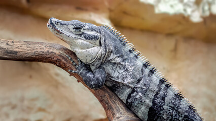 Portrait of Spiny-tailed iguana resting on a branch in a terrarium. Ctenosaura sp, Alligator Bay, Beauvoir, Manche 50, Région Normandie, France, European Union, Europe