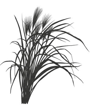 ススキのイラスト素材