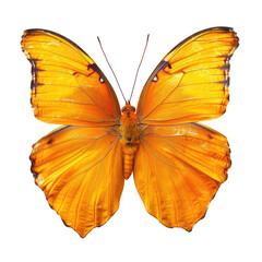 Fototapeta premium Vibrant orange butterfly, detailed wings (2)