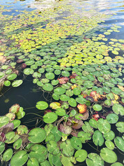 Lush Green Water Lily Pads Floating on Calm Water Surface