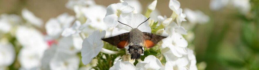 Taubenschwänzchen 6 © K.-U. Häßler