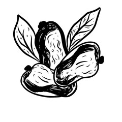 Rough Ink Sketch of Dates kurma