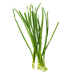 Close-up of fresh scallions