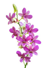 Obraz premium Purple orchids isolated on white background. Close up.