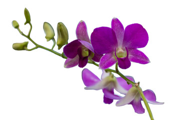 Beautiful purple and pink orchid flowers, isolated on a white background, display their delicate petals and tropical beauty