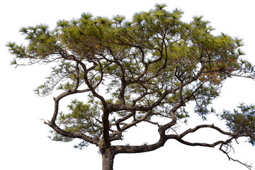 Bare oak tree silhouette isolated on a white background, a dry branch against the blue sky