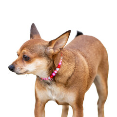 Chihuahua dog wearing a bright pink beaded necklace on a white background