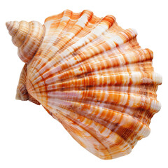 Fototapeta premium Close-up of a conch shell, showcasing intricate, colorful patterns