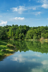 Lush greener around the pond in the park