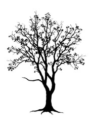 Tree silhouette isolated on white background.