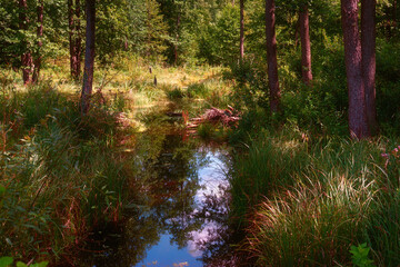 Puszcza Knyszyńska - Nadleśnictwo Żednia, Podlasie, Polska