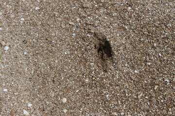 Roe deer track in soil