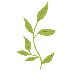 green leaves isolated on white