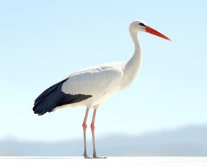 Fototapeta premium White stork with red beak stands on a surface against a hazy backdrop