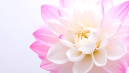 Fototapeta premium Close-up of a beautiful pink and white dahlia (1)