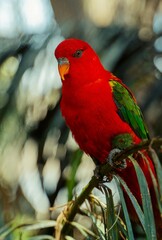 Ternate Lorikeet Perched on Tropical Tree Branch