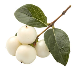 Snowberry Branch: Close-up of Creamy White Berries and Lush Green Leaves
