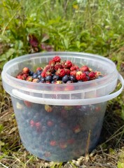 A bucket of foraged berries in a natural and rustic style in red and dark blue colors representing a successful harvest and outdoor recreation