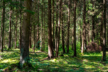 Fototapety na wymiar - Fototapeta24.pl