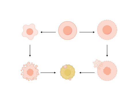 Apoptosis, programmed cell death. Necrosis, pathologic cell death. Vector illustration.	