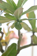 fresh green leaves of a hibiscus plant 