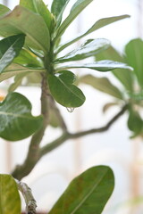 water droplet just about to fall from a plant 