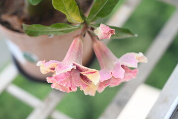 top view of a two pink coloured hibiscus flower 
