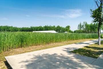 spring park and modern city