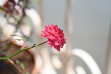 red rose with water droplets in full focus 