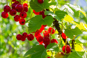 Red currant berries grow in sunny garden. Red currants plantation in summer field. Red currant berries in sunny garden