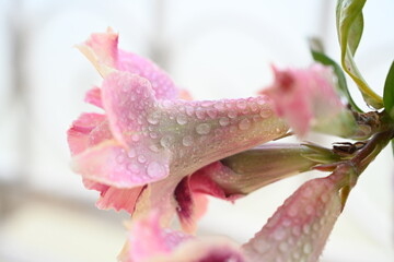 light pink hibiscus flower with water droplets 