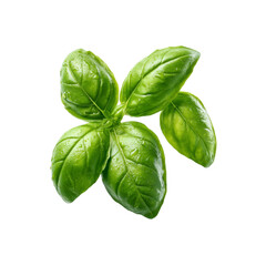 Fototapeta premium Fresh Green Basil Sprig with Water Droplets Isolated on Black Background