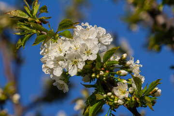Cherry blossom cluster blooms against a clear blue sky during springtime in a tranquil garden setting