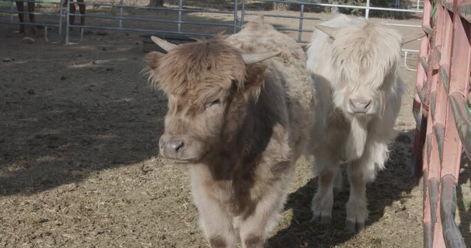 Highland Cows in Pen
