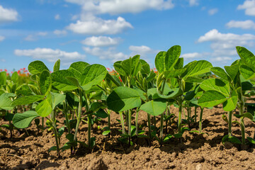 Green soybean plants growing in a sunny field under a blue sky with scattered clouds during the warm season