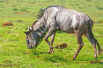 Gnou bleu paissant dans la plaine