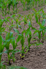 An industrial field of corn sprouts growing in black soil. Corn grow in beautiful rows at sunset. Agricultural landscape