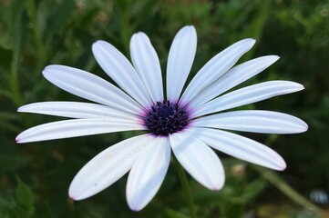 Close up to a Beautiful white Daisy Flower in Bloom. Daisy flower Aster close-up. Aster amellus isolated. High quality Brachyscome Fresco white. white flower.