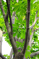 Fototapeta premium Green leaves of a Japanese Horse Chestnut tree