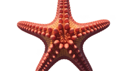 Detailed view of a vibrant orange starfish with textured arms isolated on transparent background