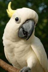 Elegant white cockatoo with yellow crest perched gracefully on forest branch.