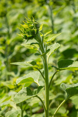 Bright green sunflower bud emerging from lush green foliage in a vibrant field during sunny daytime