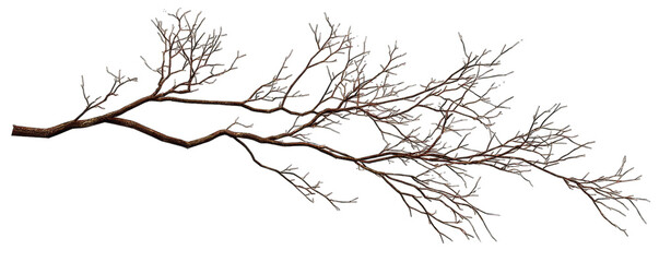 Obraz premium Detailed graphic of a branch with fine, feathery foliage