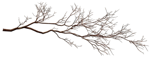 Detailed graphic of a branch with fine, feathery foliage